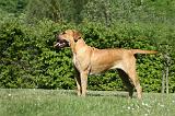 BOERBULL 078
